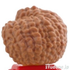 画像2: ヘア017（ミディアムヌガー） (2)