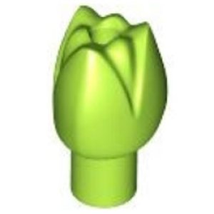 チューリップ（ライム）